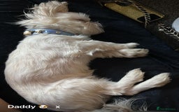 Shih Tzu dogs for sale: Lavender White Imperial Shih Tzu Puppies - Image 9