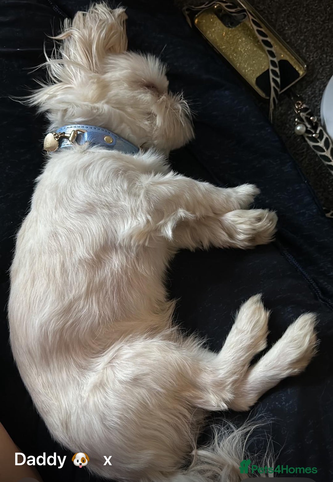 Shih Tzu dogs for sale: Lavender White Imperial Shih Tzu Puppies - Image 9