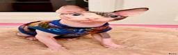 Sphynx cats for sale: Spectacular Sphynx kittens TICA & GCCF  DBE - Advert 31