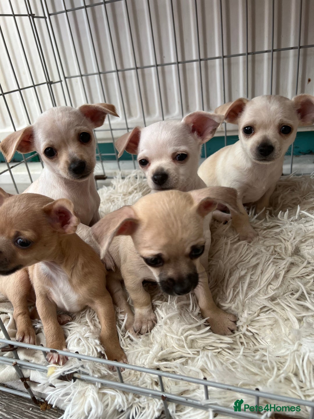 Chihuahua dogs for sale: Beautiful short hair chihuahua  - Advert 16