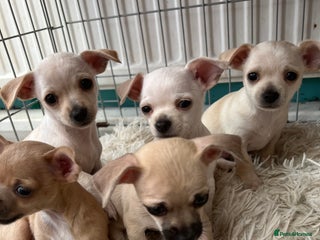 Chihuahua dogs Beautiful short hair chihuahua - Advert 17