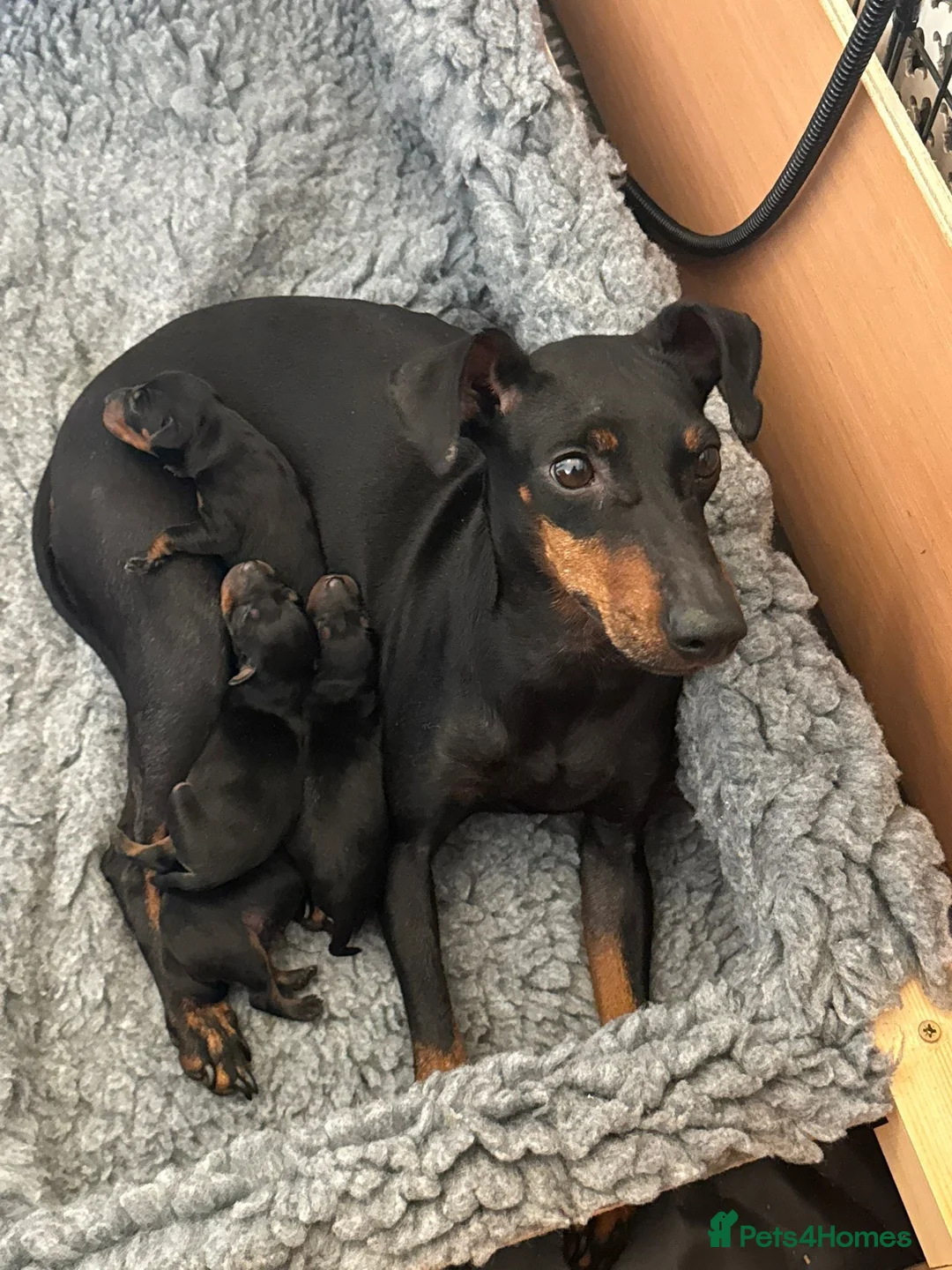 Manchester Terrier dogs for sale: RKC registered Manchester Terrier puppies in Horsham - Advert 1