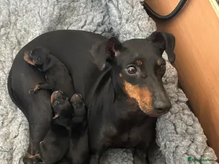 Manchester Terrier dogs RKC registered Manchester Terrier puppies - Advert 4