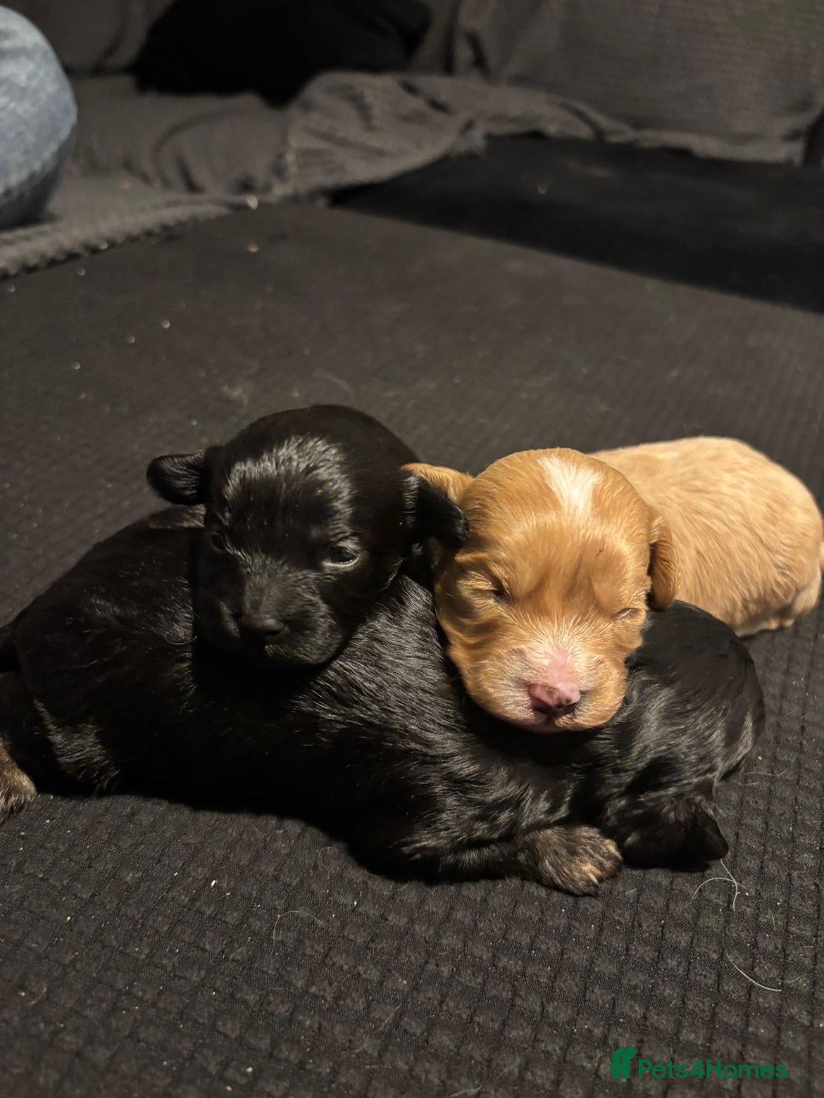 Cavapoo dogs 3 stunning cavapoo pups - Advert 1