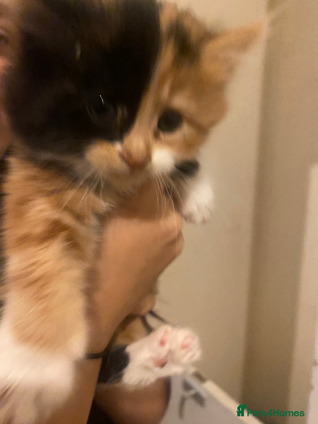 Mixed Breed cats for sale: Long haired mixed breed - Advert 6