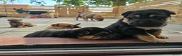 Mixed Breed dogs for sale: Shepard Peis - Advert 15