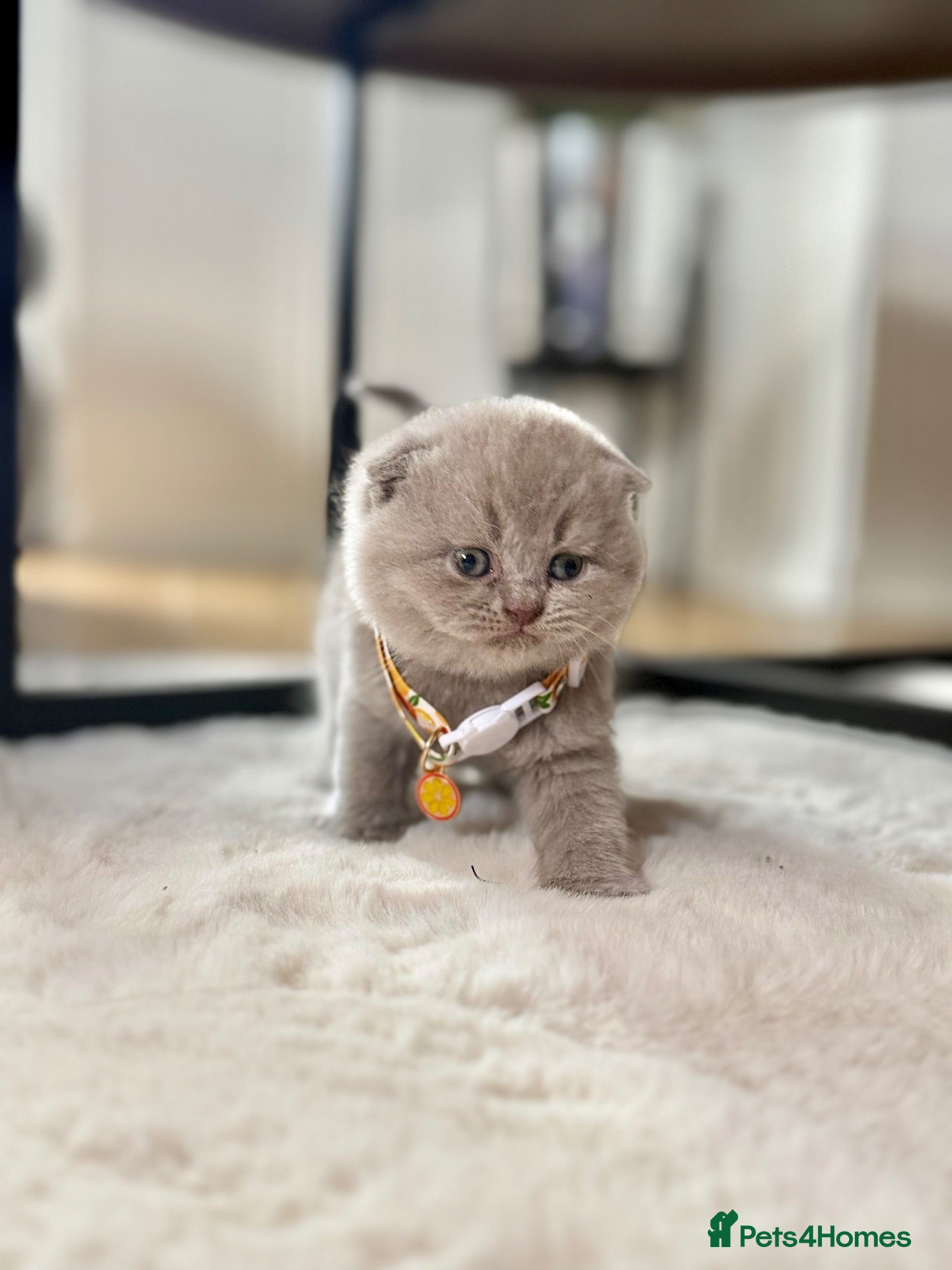 Scottish Fold cats Scottish fold - Advert 1