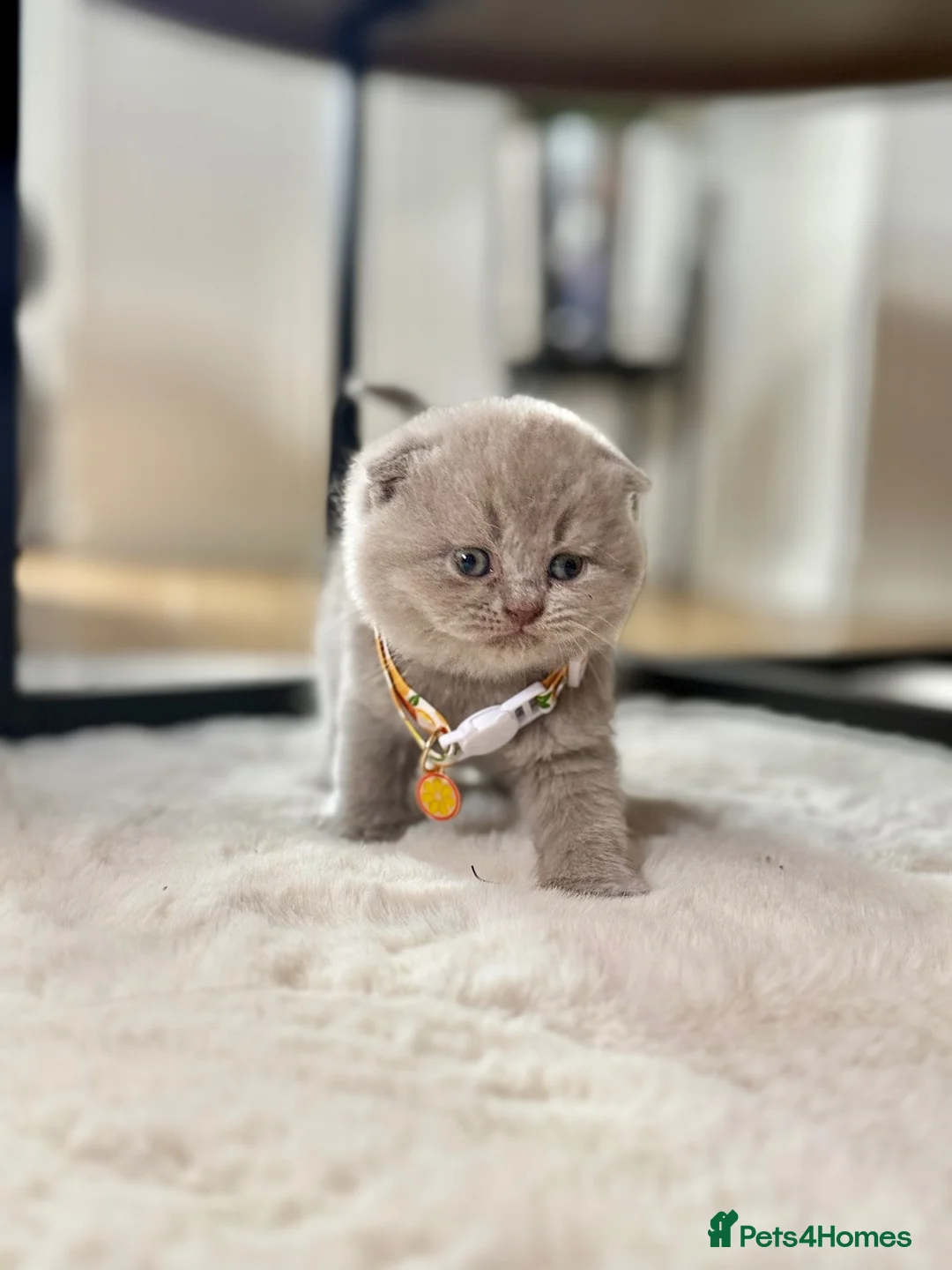 Scottish Fold cats for sale: Scottish fold - Advert 2