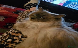 Ragdoll cats for sale: Pearl the Queen of Cats - Image 4