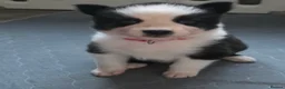 Siberian Husky dogs for sale: Yakutian Laika puppies  - Advert 21
