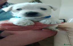 West Highland Terrier dogs for sale: Westie boy and girls - Image 4
