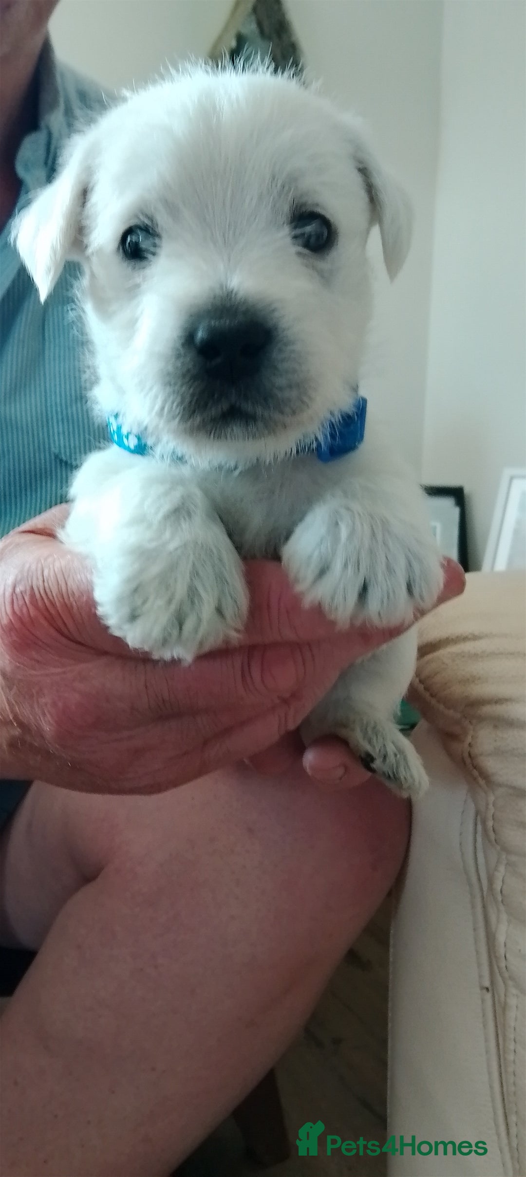 West Highland Terrier dogs for sale: Westie boy and girls - Image 4