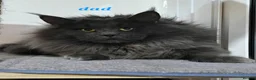 Maine Coon cats for sale: Beautiful gccf pet registered babies  - Advert 10