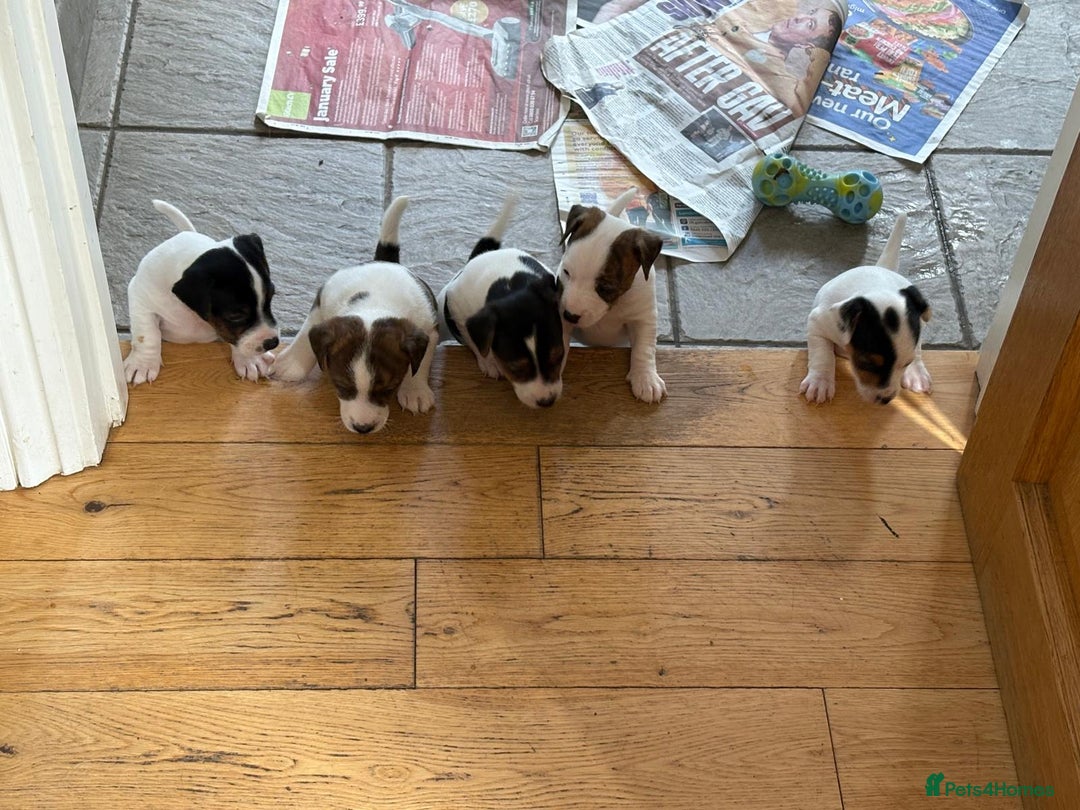 Jack Russell dogs for sale: Jack Russell Puppies  - Image 2