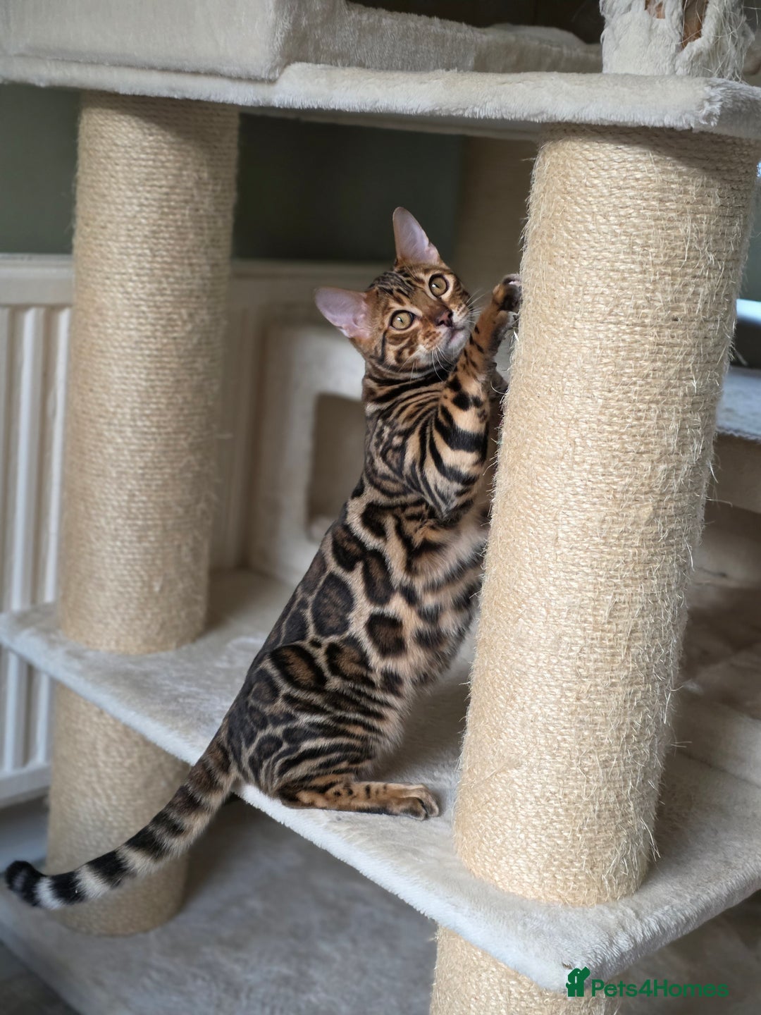 Bengal cats for sale: Brown Rosetted Bengal Prince  - Advert 8