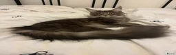 Maine Coon cats for sale: Maine coon kittens  - Advert 4