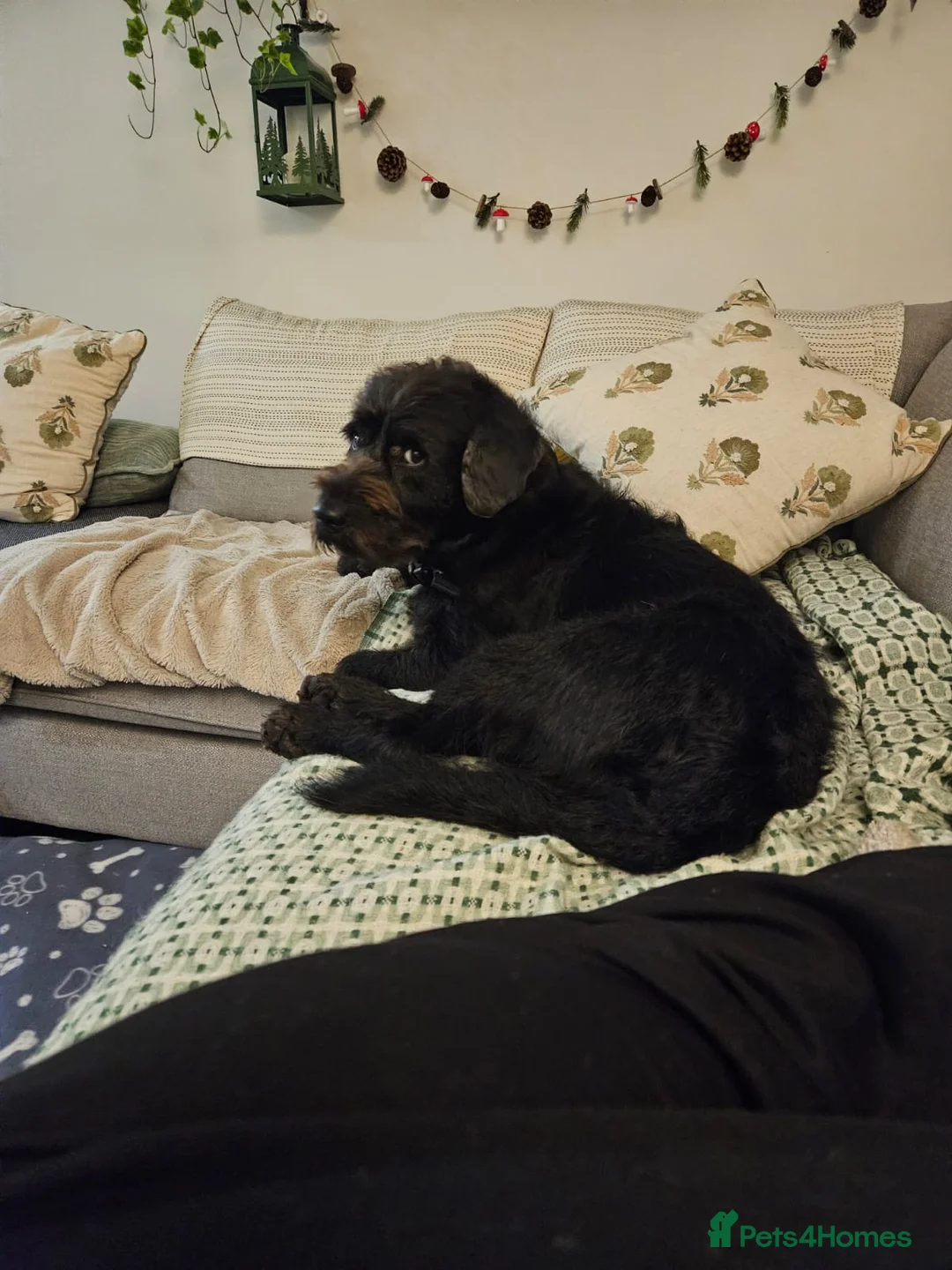 Labradoodle dogs for sale: Oscar FREE ADOPTION NOT £75  - Advert 2