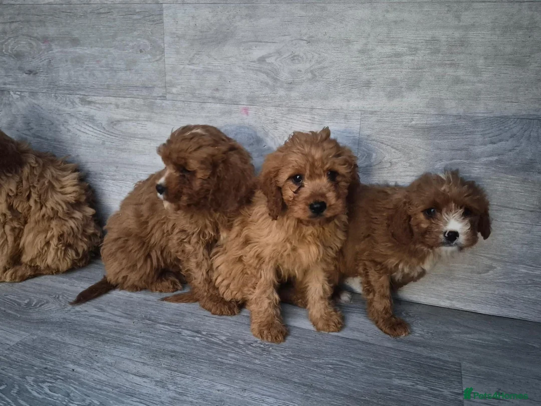 Cavapoo dogs for sale: Stunning F1 RED cavapoo boys and girls READY NOW - Advert 11