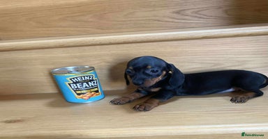Miniature Dachshund dogs - Advert 6