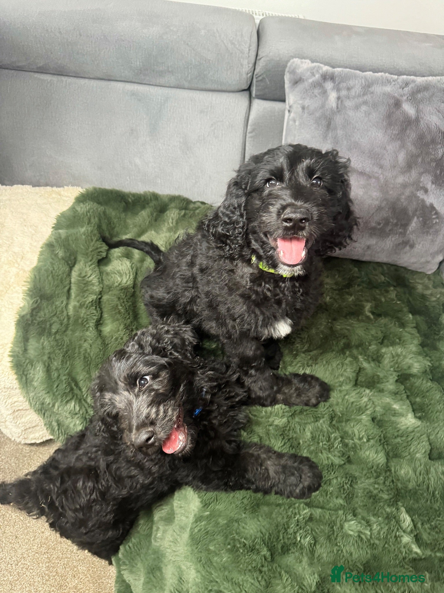 Goldendoodle dogs F1 Standard Goldendoodle Puppies  - Advert 5