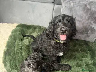 Goldendoodle dogs F1 Standard Goldendoodle Puppies - Advert 5