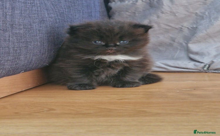 Mixed Breed cats - Advert 1