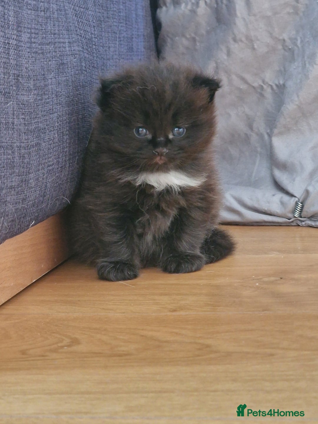 Mixed Breed cats for sale: Rare Norwegian Forest ×Ragdoll Kitten - Image 1