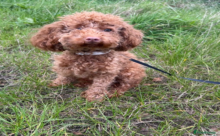 Toy Poodle dogs - Advert 10