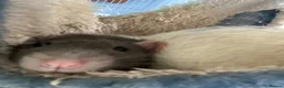 Rat rodents for sale: 4 male rats for rehoming in Looe - Advert 3