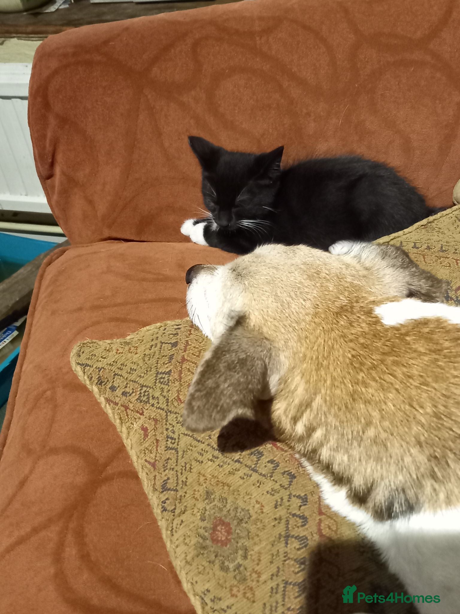 Mixed Breed cats 2 MALE kittens for sale - Advert 21