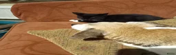 Mixed Breed cats for sale: 4 MALE kittens for sale - Advert 4
