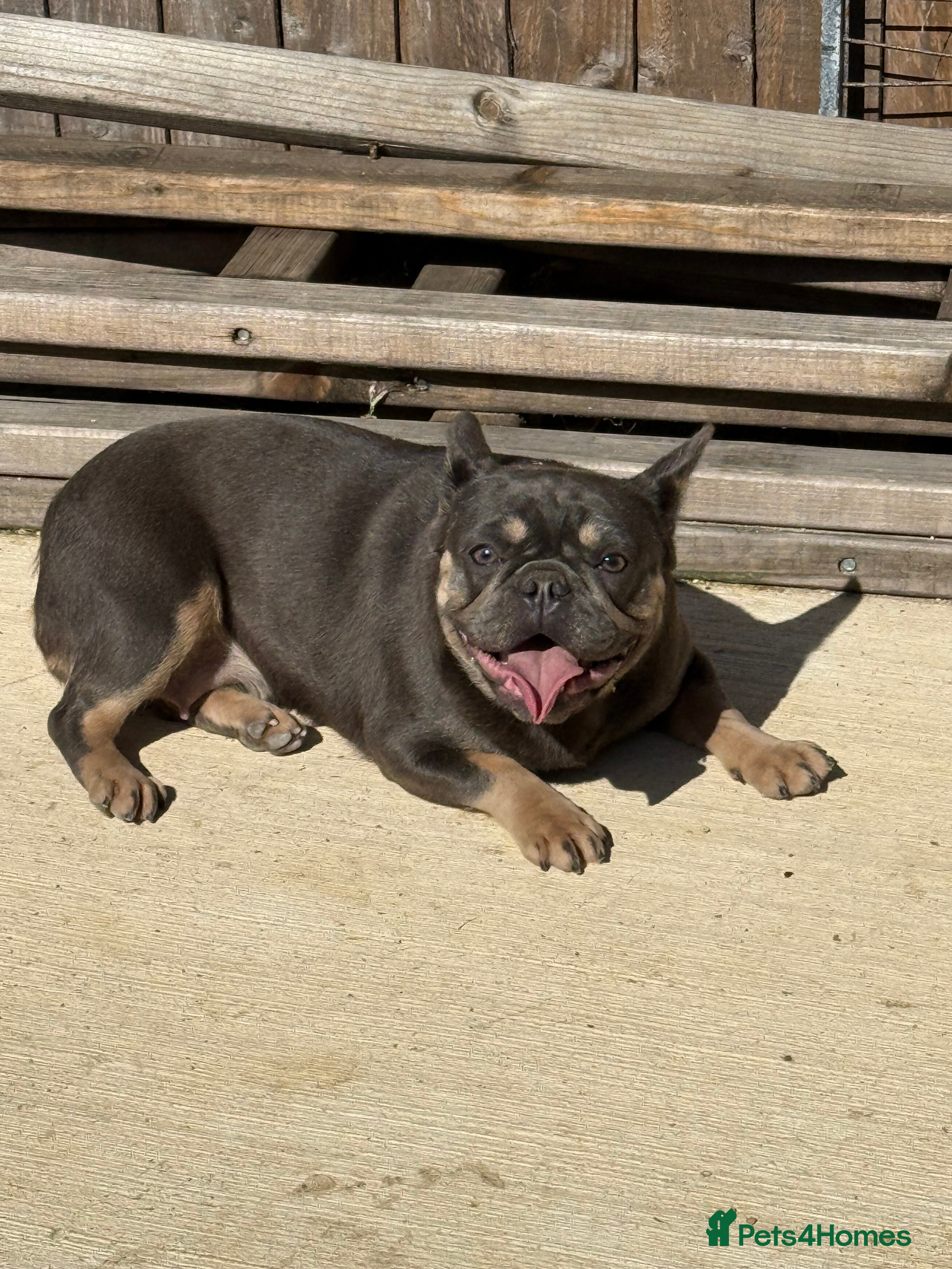 French Bulldog dogs French bulldog female  - Advert 3