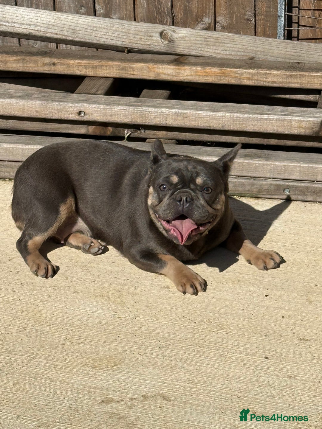 French Bulldog dogs for sale: French bulldog female  - Advert 1