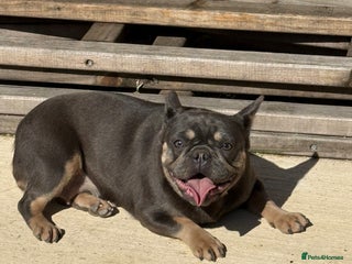 French Bulldog dogs French bulldog female - Advert 2