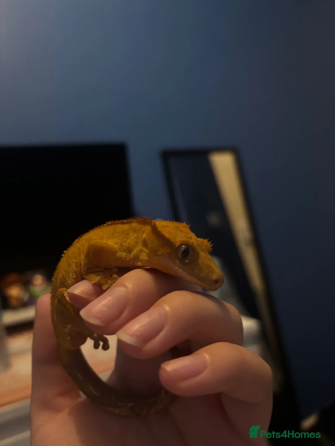 Gecko reptiles for sale: CrestedGecko + enclosure and necessities for him - Advert 4