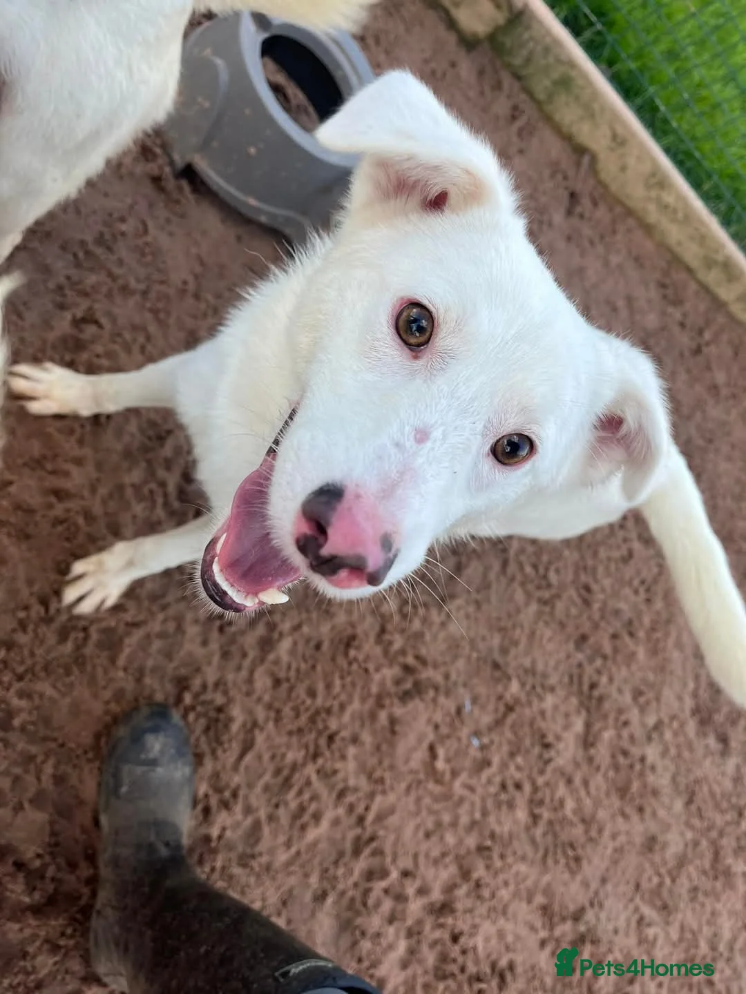 Mixed Breed dogs for adoption: Meet Goose, currently residing in Cheshire  in Nantwich - Advert 4