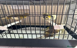 Canaries birds for sale: BEAUTIFUL FIFE CANARIES - Image 4