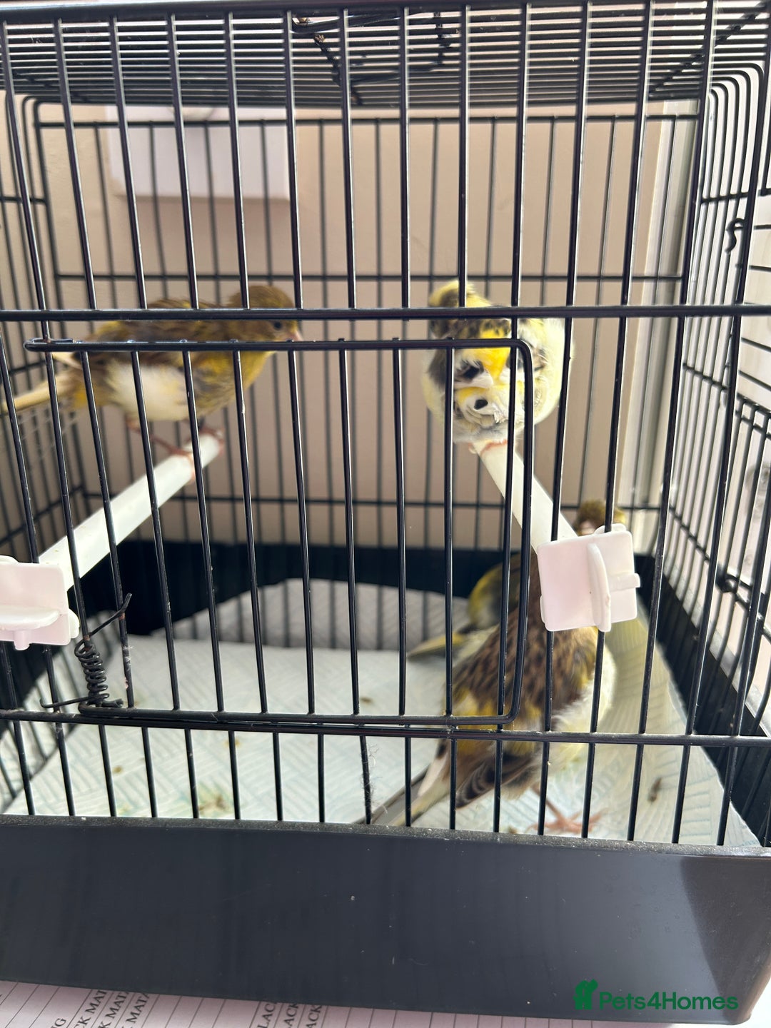 Canaries birds for sale: BEAUTIFUL FIFE CANARIES - Image 4