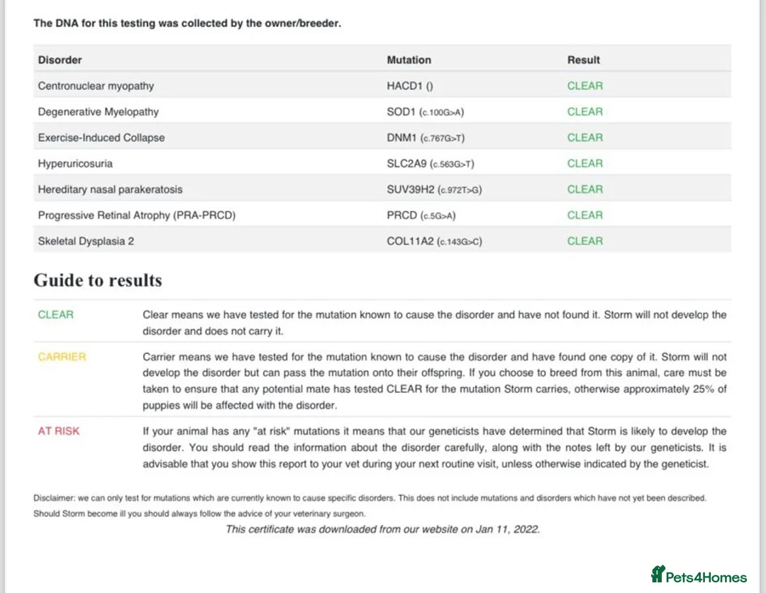 Labrador Retriever dogs for stud: 🌟Fully Health Tested Labrador at stud🌟 in Malmesbury - Advert 4