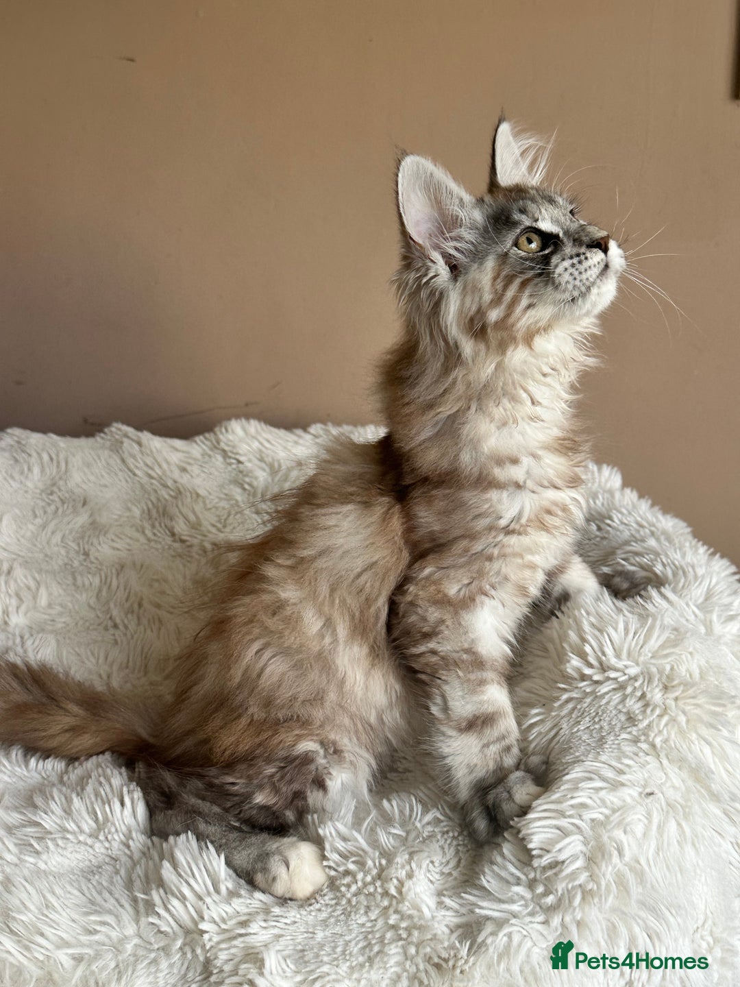 Maine Coon cats for sale: Tica Registered maine coon kitten -  - Advert 6