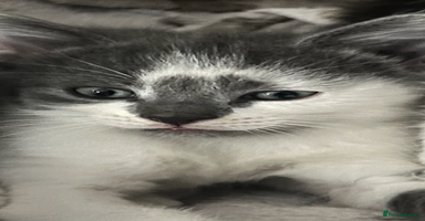 Ragdoll cats - Advert 15
