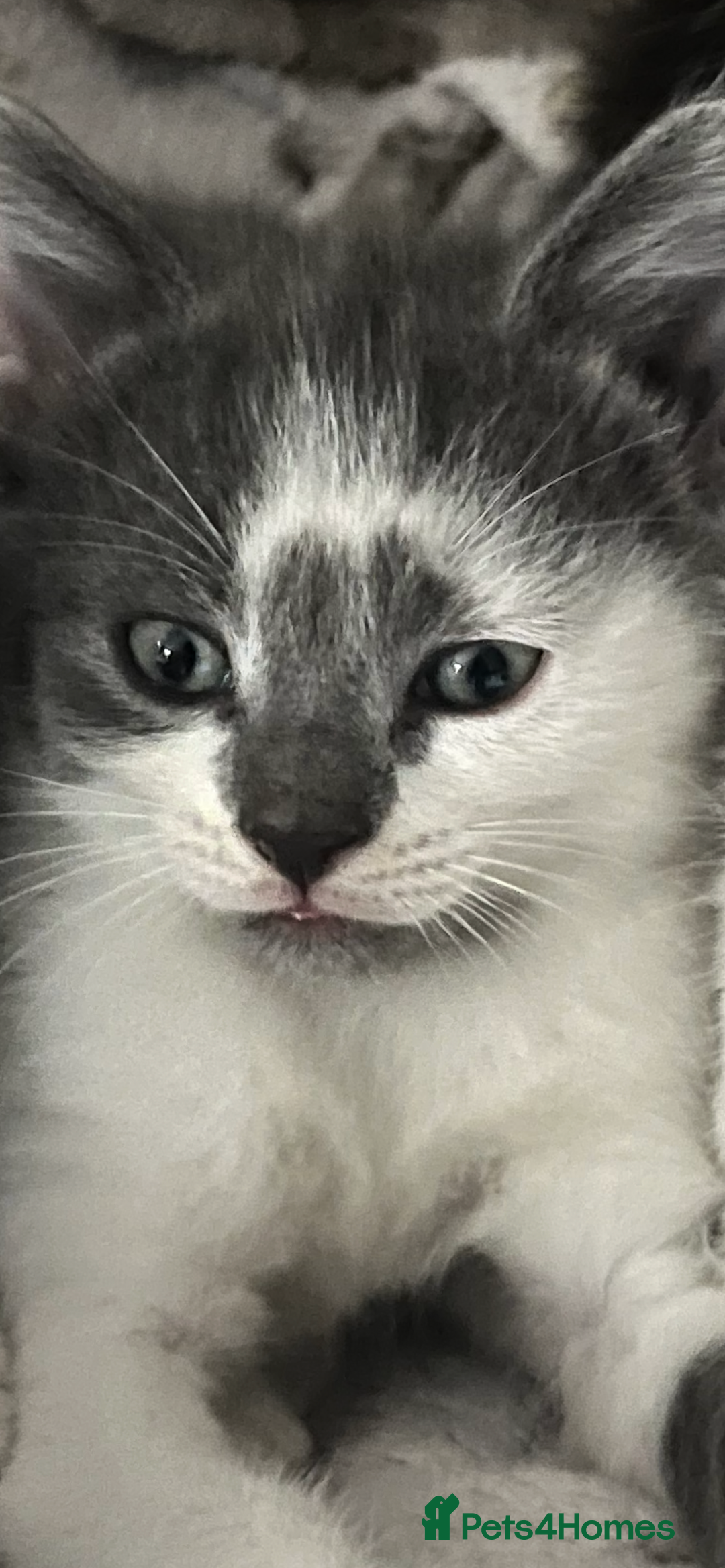 Ragdoll cats for sale: Ragdoll X 4 Beautiful kittens - Image 2