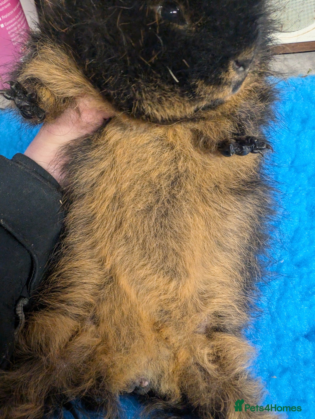 Guinea Pig rodents for sale: Proven Swiss Boar 9m - Advert 3