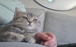 British Shorthair cats for sale: British shorthair tabby kitten - Image 4
