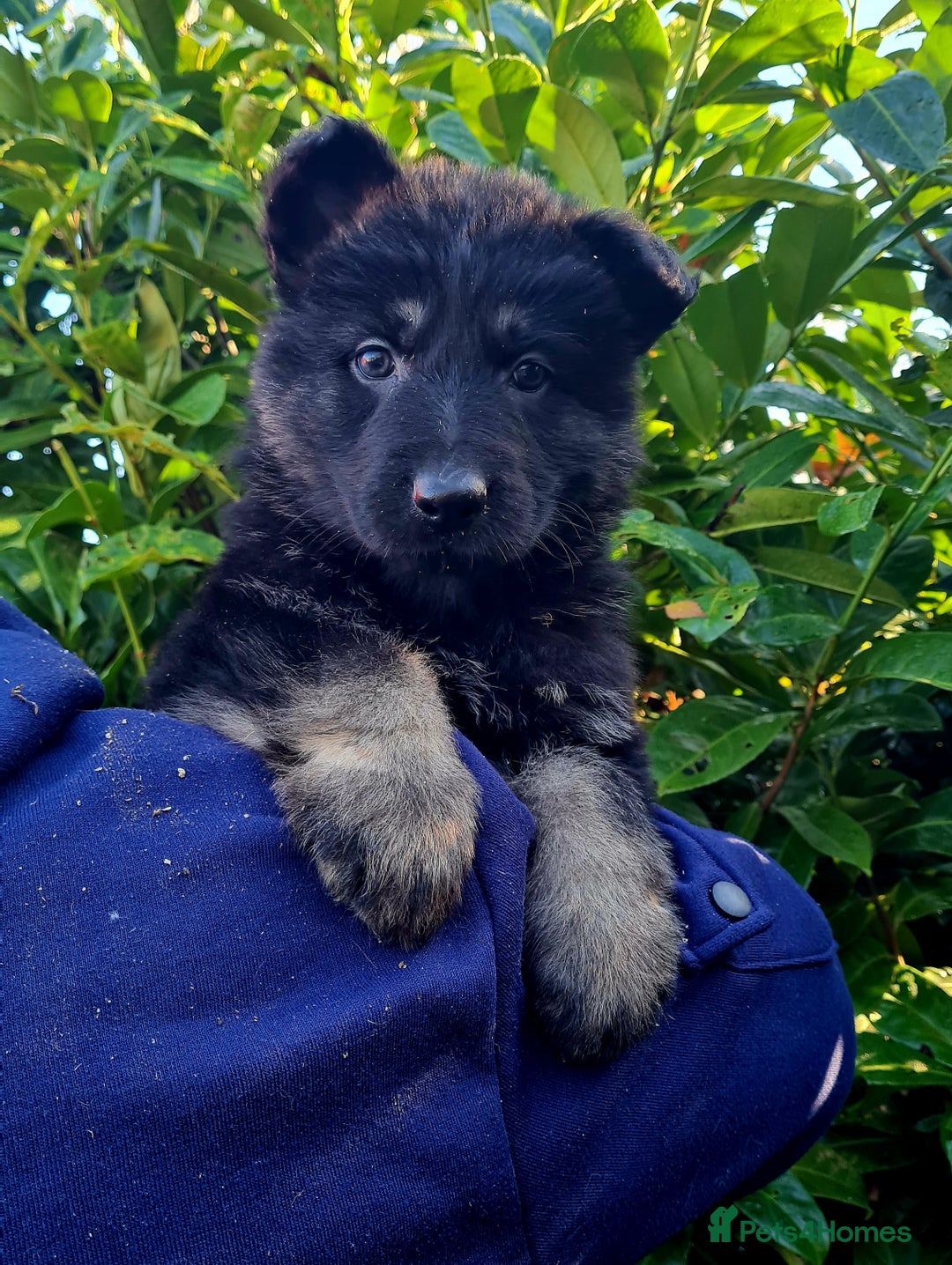 German Shepherd dogs for sale: German Shepherd Puppies For Sale - Advert 4