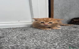 Mixed Breed cats for sale: Kittens - Image 4