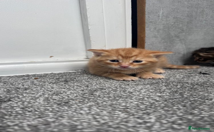 Mixed Breed cats - Advert 1