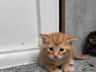 Mixed Breed cats - Advert 3