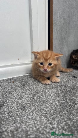 Mixed Breed cats - Advert 1