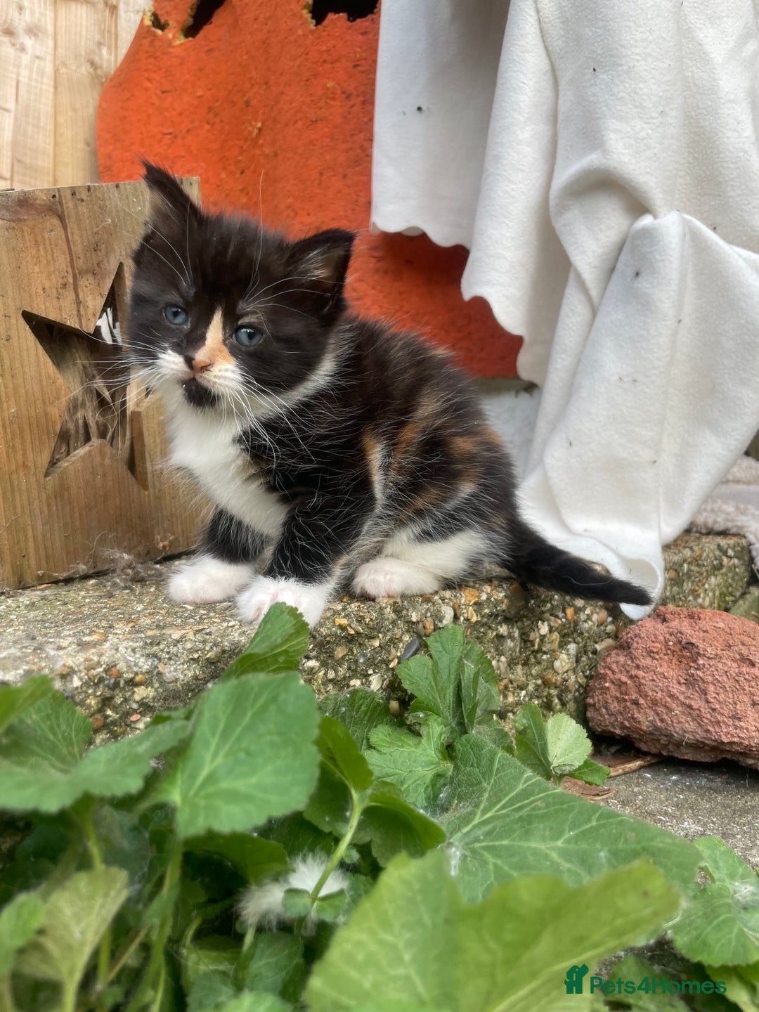 Mixed Breed cats for sale: Kittens for sale  - Image 8